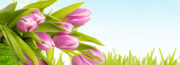Promotion de printemps IBS Business Services